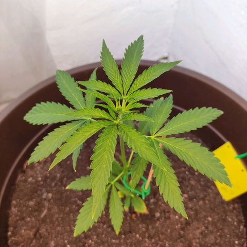 Moby Dick growlog timeline photo