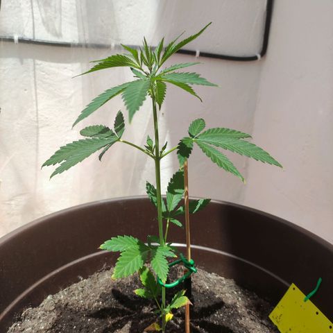 Moby Dick growlog timeline photo