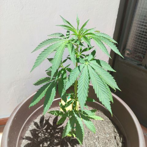 Moby Dick growlog timeline photo