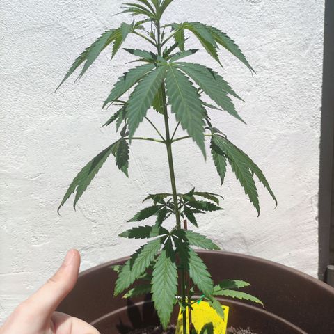 Moby Dick growlog timeline photo