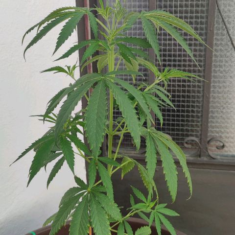 Moby Dick growlog timeline photo