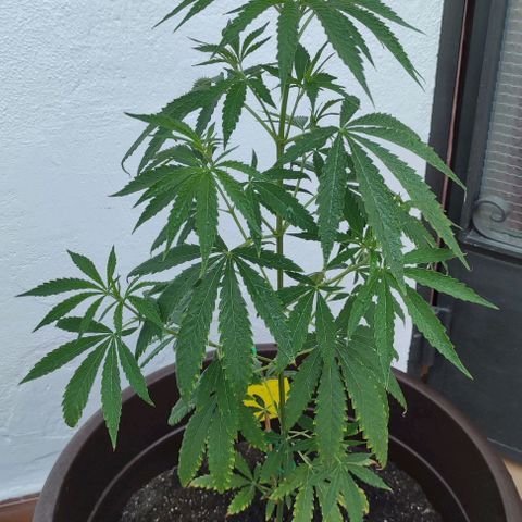 Moby Dick growlog timeline photo