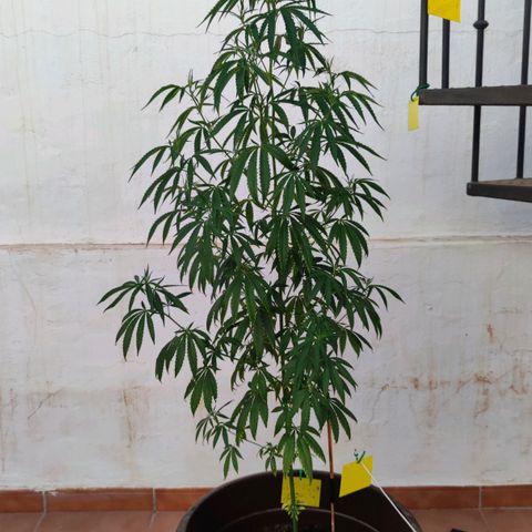 Moby Dick growlog timeline photo