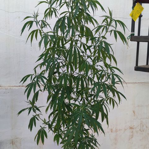 Moby Dick growlog timeline photo