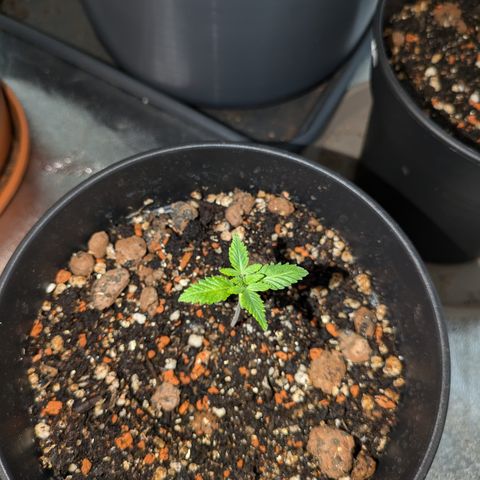 #1 Pineapple Express growlog timeline photo