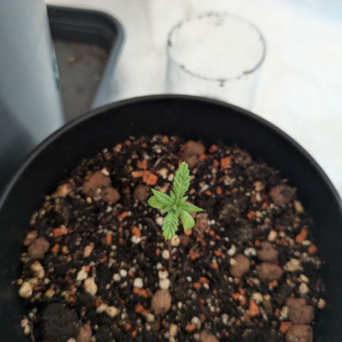 Sour Diesel growlog timeline photo