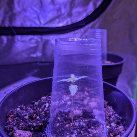 #1 Pineapple Express growlog timeline photo