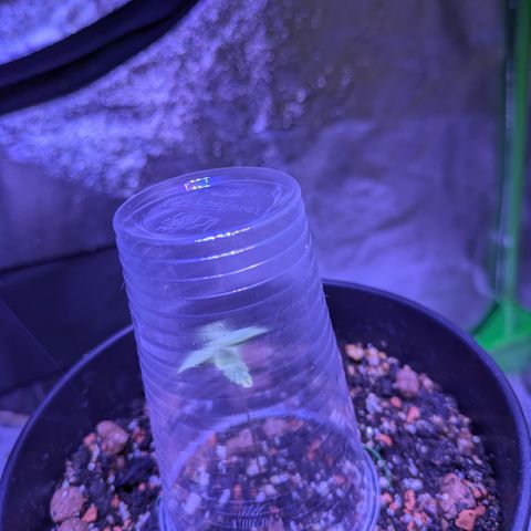 Sour Diesel growlog timeline photo