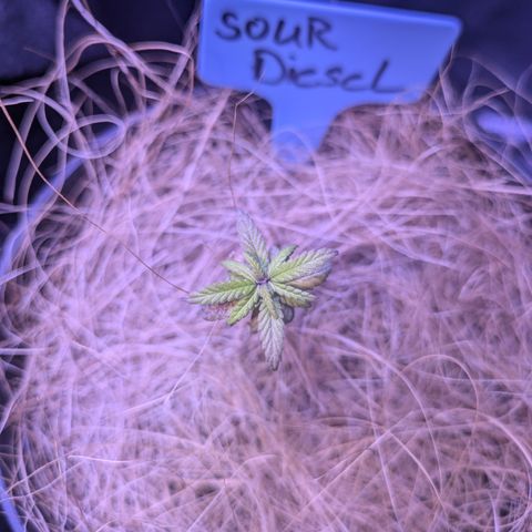 Sour Diesel growlog photo: Hat sich noch nicht vom kälteschaden erholt