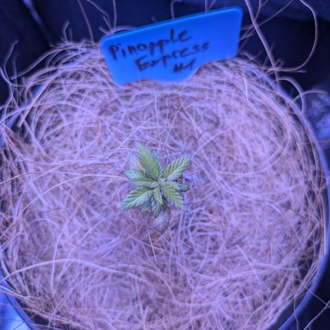 #1 Pineapple Express growlog photo: Hat sich noch nicht vom kälteschaden erholt