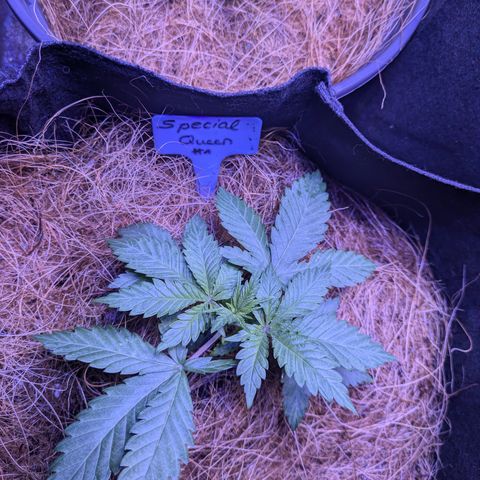 #1 Special Queen growlog timeline photo