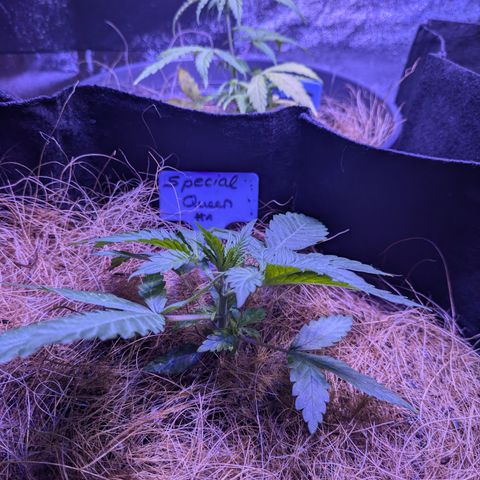 #1 Special Queen growlog timeline photo