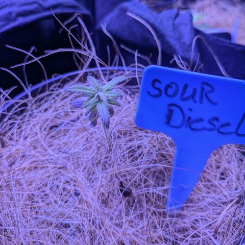 Sour Diesel growlog timeline photo