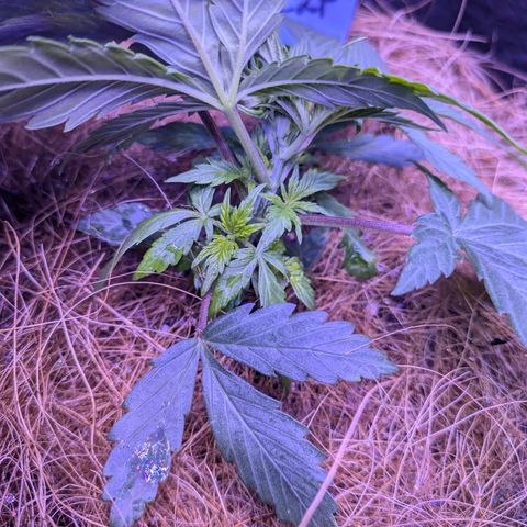 CHCLP growlog timeline photo