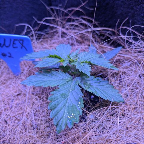 #2 PINEX growlog timeline photo