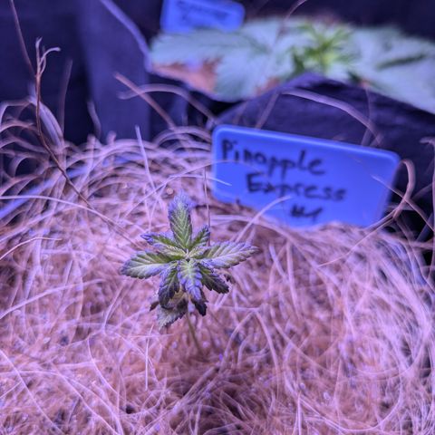 #1 Pineapple Express growlog timeline photo