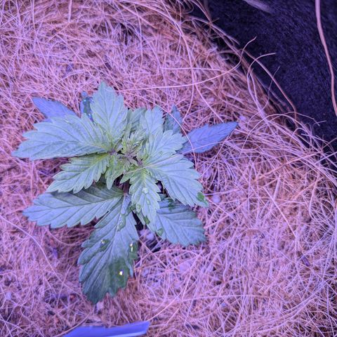 #2 PINEX growlog timeline photo