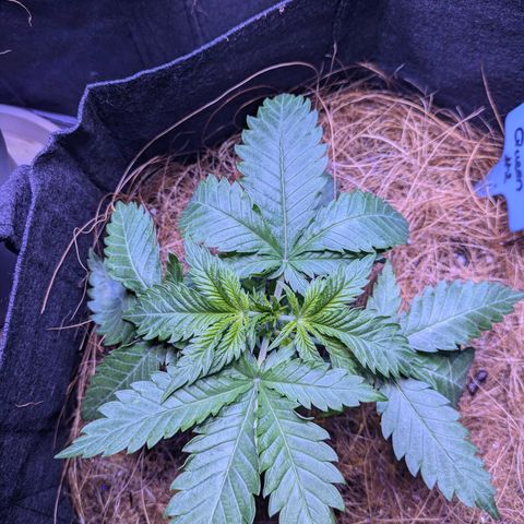 #2 Special Queen  growlog timeline photo