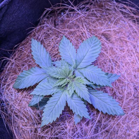 BLDRM growlog timeline photo