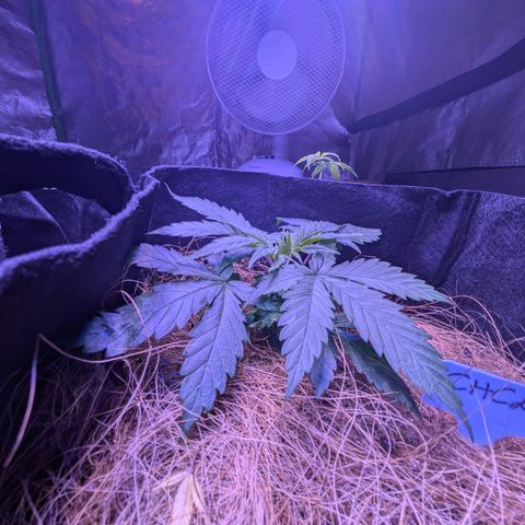 CHCLP growlog timeline photo