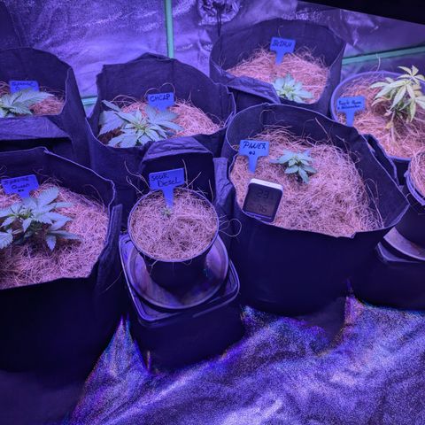 BLDRM growlog timeline photo