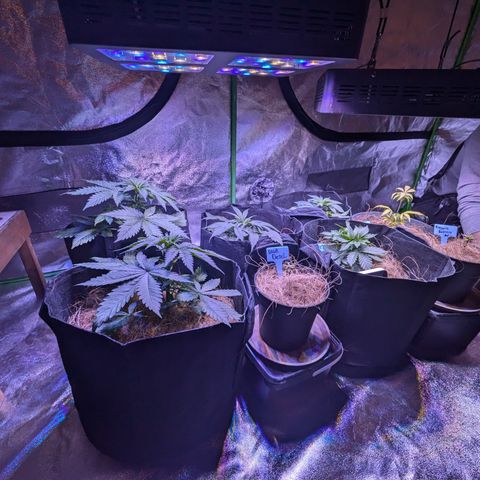 BLDRM growlog timeline photo