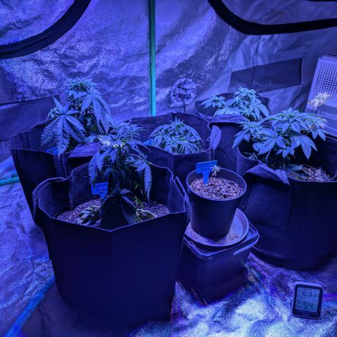 BLDRM growlog timeline photo