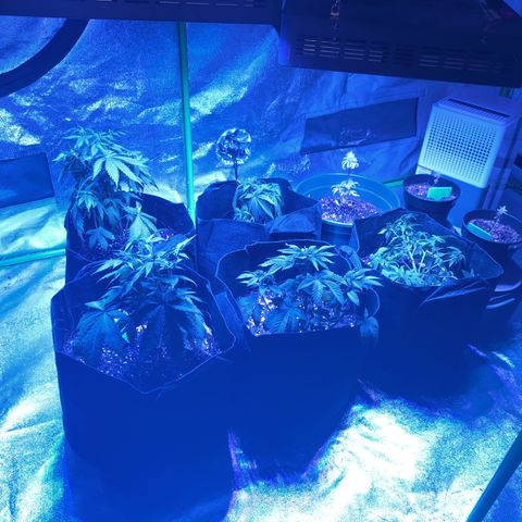 BLDRM growlog timeline photo