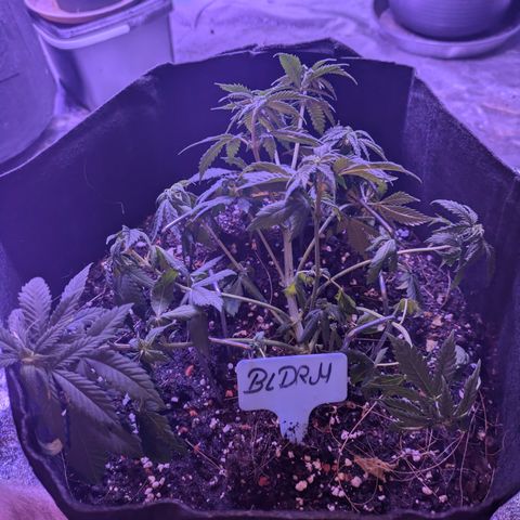 BLDRM growlog photo: LST