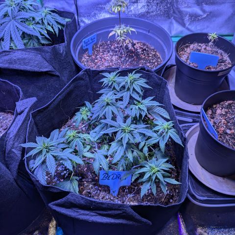 BLDRM growlog timeline photo