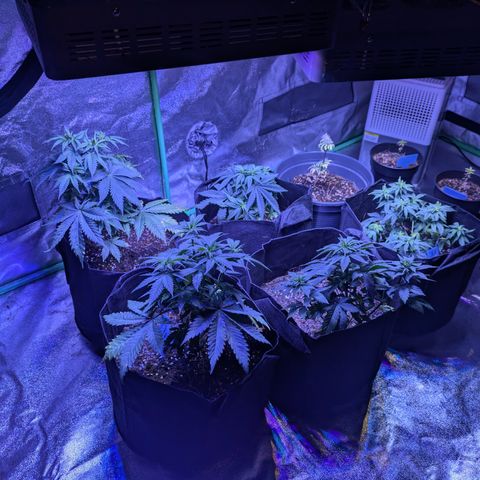 BLDRM growlog timeline photo