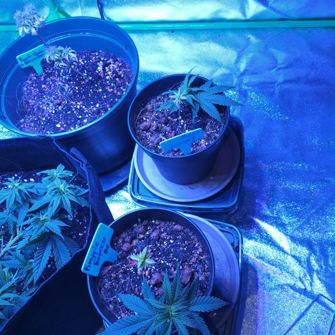 BLDRM growlog timeline photo