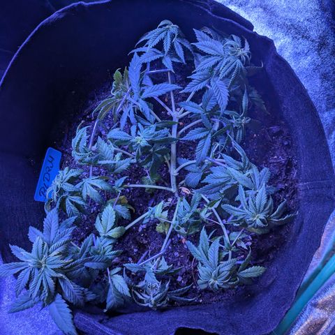 BLDRM growlog photo: LST Training 