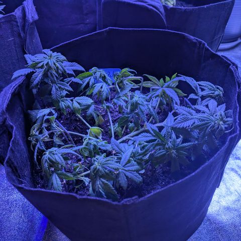 BLDRM growlog photo: LST Training 