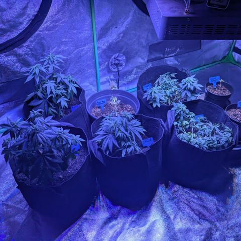 BLDRM growlog timeline photo