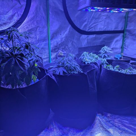 BLDRM growlog timeline photo