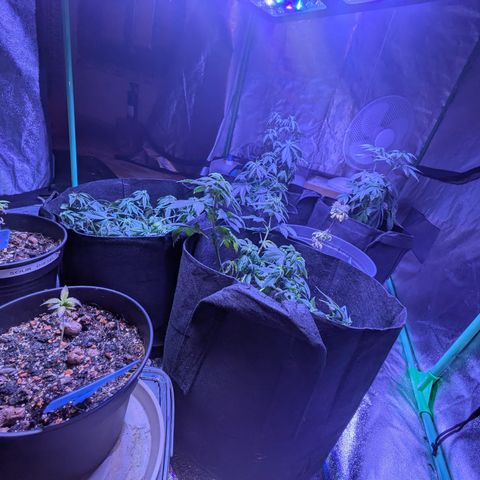 BLDRM growlog timeline photo