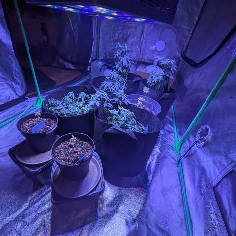 BLDRM growlog timeline photo