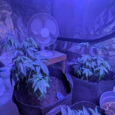 BLDRM growlog timeline photo