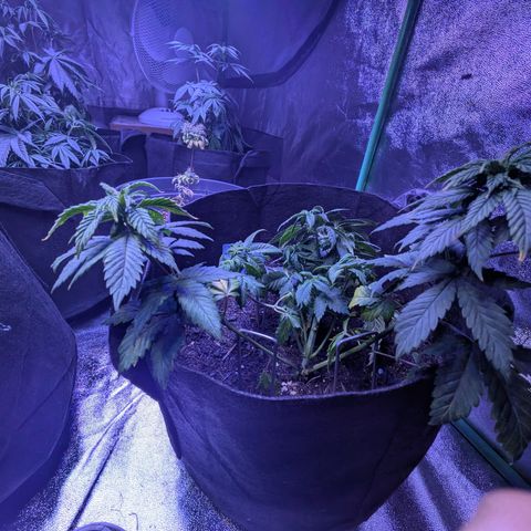 #2 PINEX growlog photo: LST Training 