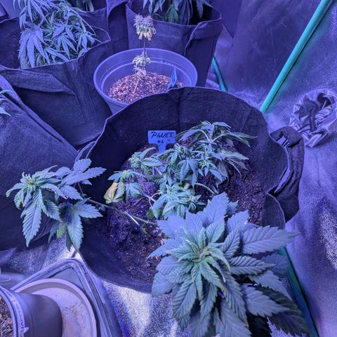 #2 PINEX growlog photo: LST Training 