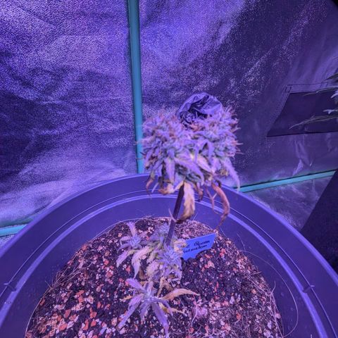 BLDRM growlog timeline photo