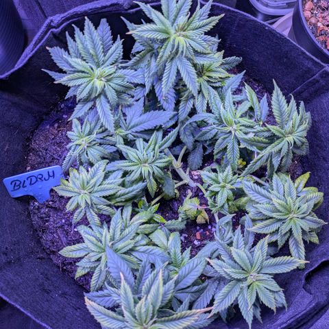 BLDRM growlog timeline photo