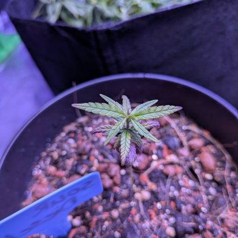 BLDRM growlog timeline photo
