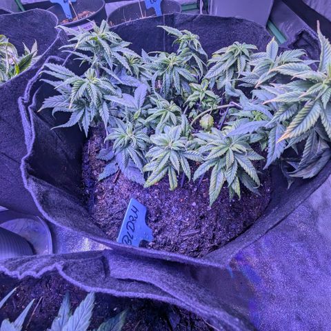 BLDRM growlog timeline photo