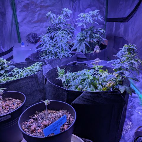 BLDRM growlog timeline photo