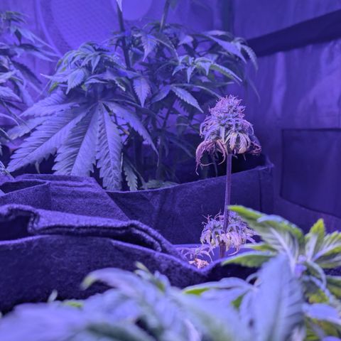 BLDRM growlog timeline photo