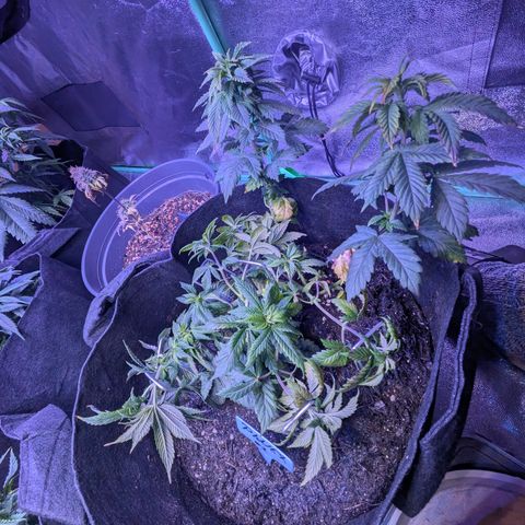 BLDRM growlog timeline photo