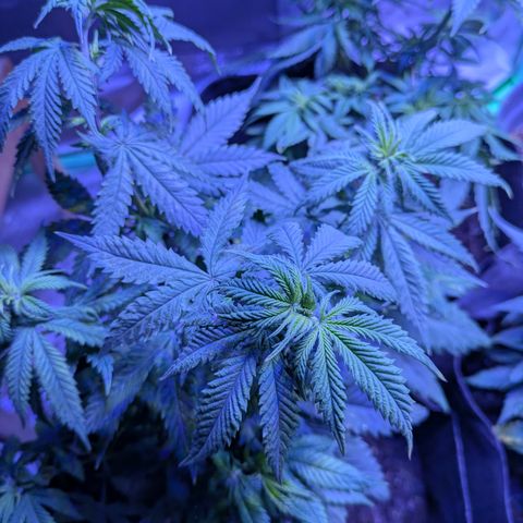 BLDRM growlog timeline photo