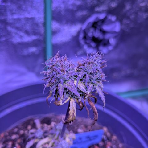 BLDRM growlog timeline photo